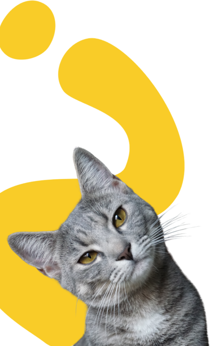 Gato curioso, cliente feliz da Rastro